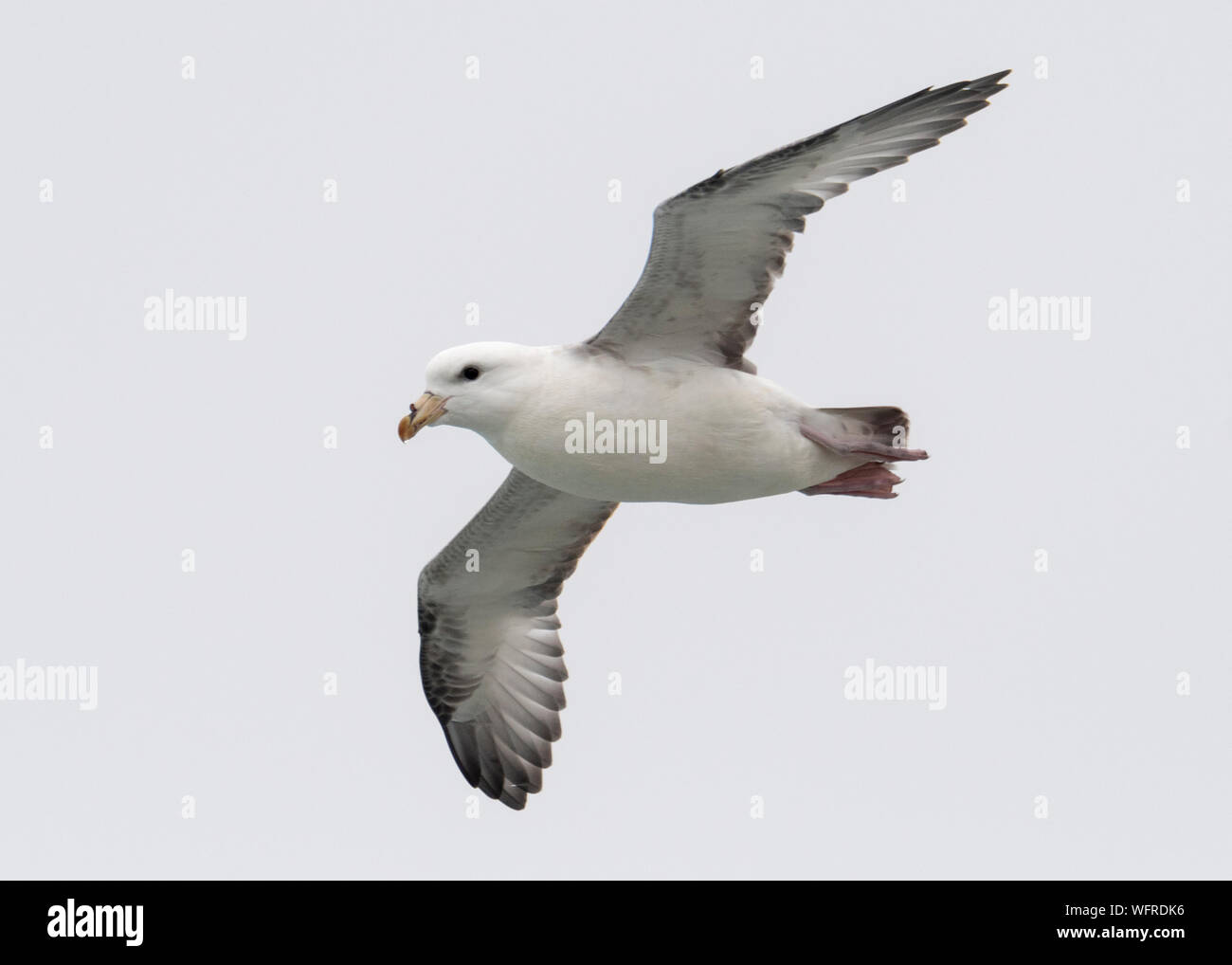Fulmar Settentrionale (Fulmarus glacialis) Isola di Saint Paul, Alaska, Stati Uniti Foto Stock
