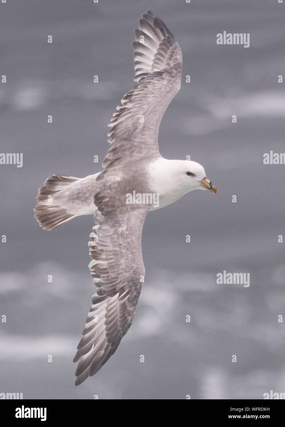 Fulmar Settentrionale (Fulmarus glacialis) Isola di Saint Paul, Alaska, Stati Uniti Foto Stock