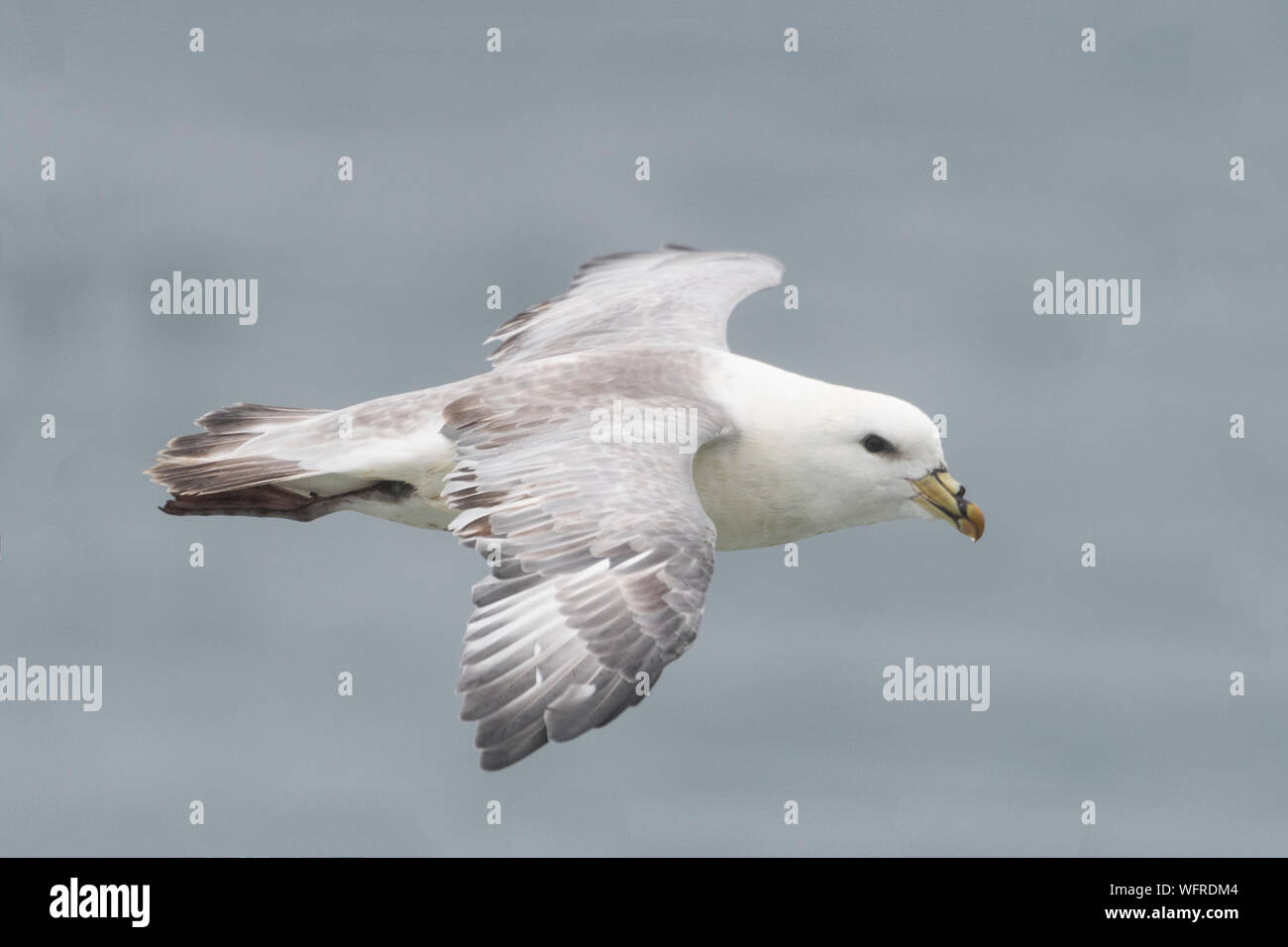 Fulmar Settentrionale (Fulmarus glacialis) Isola di Saint Paul, Alaska, Stati Uniti Foto Stock