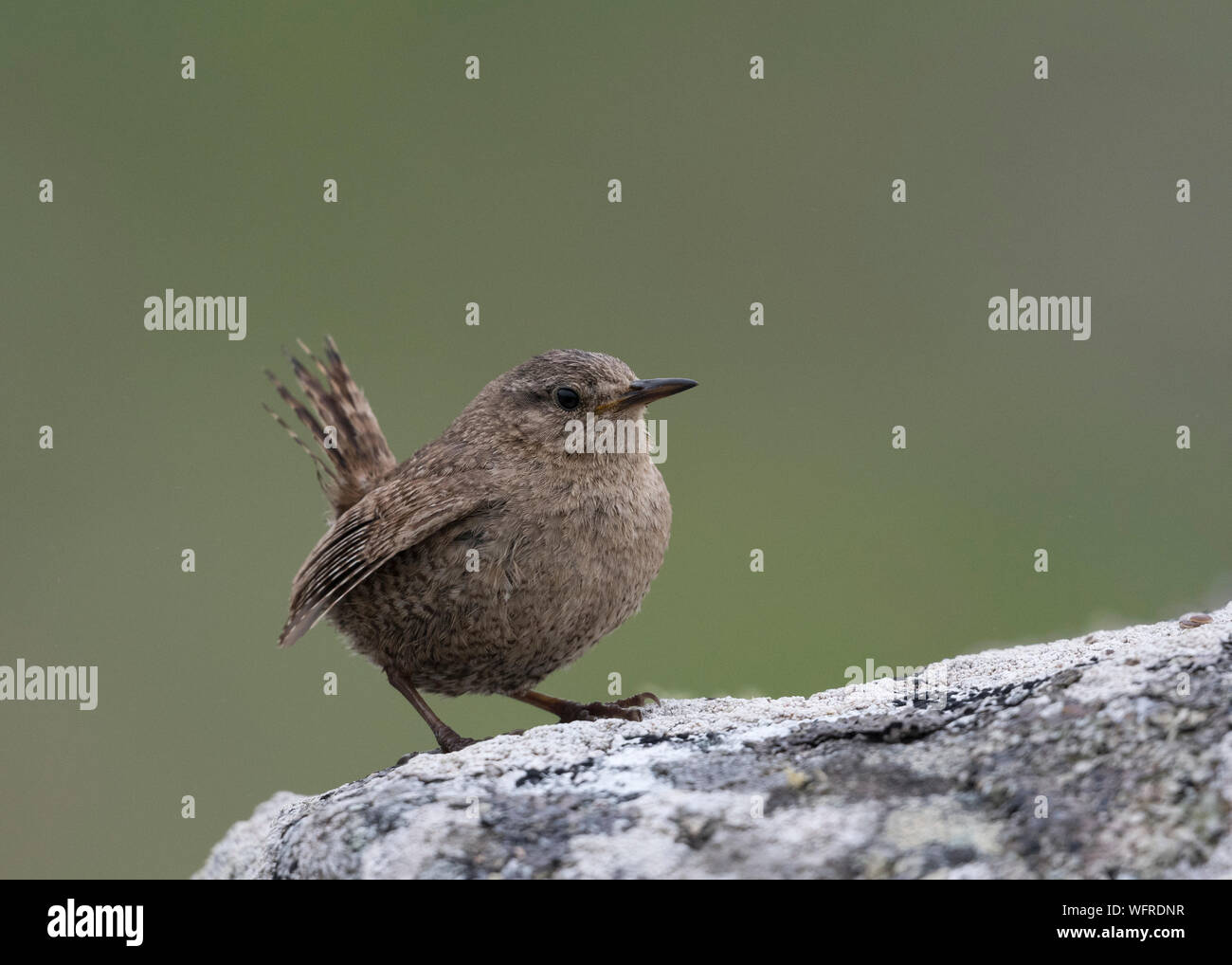 Pacific Wren (Troglodytes pacificus), Saint Paul Island, Pibilof, Alaska, USA Foto Stock