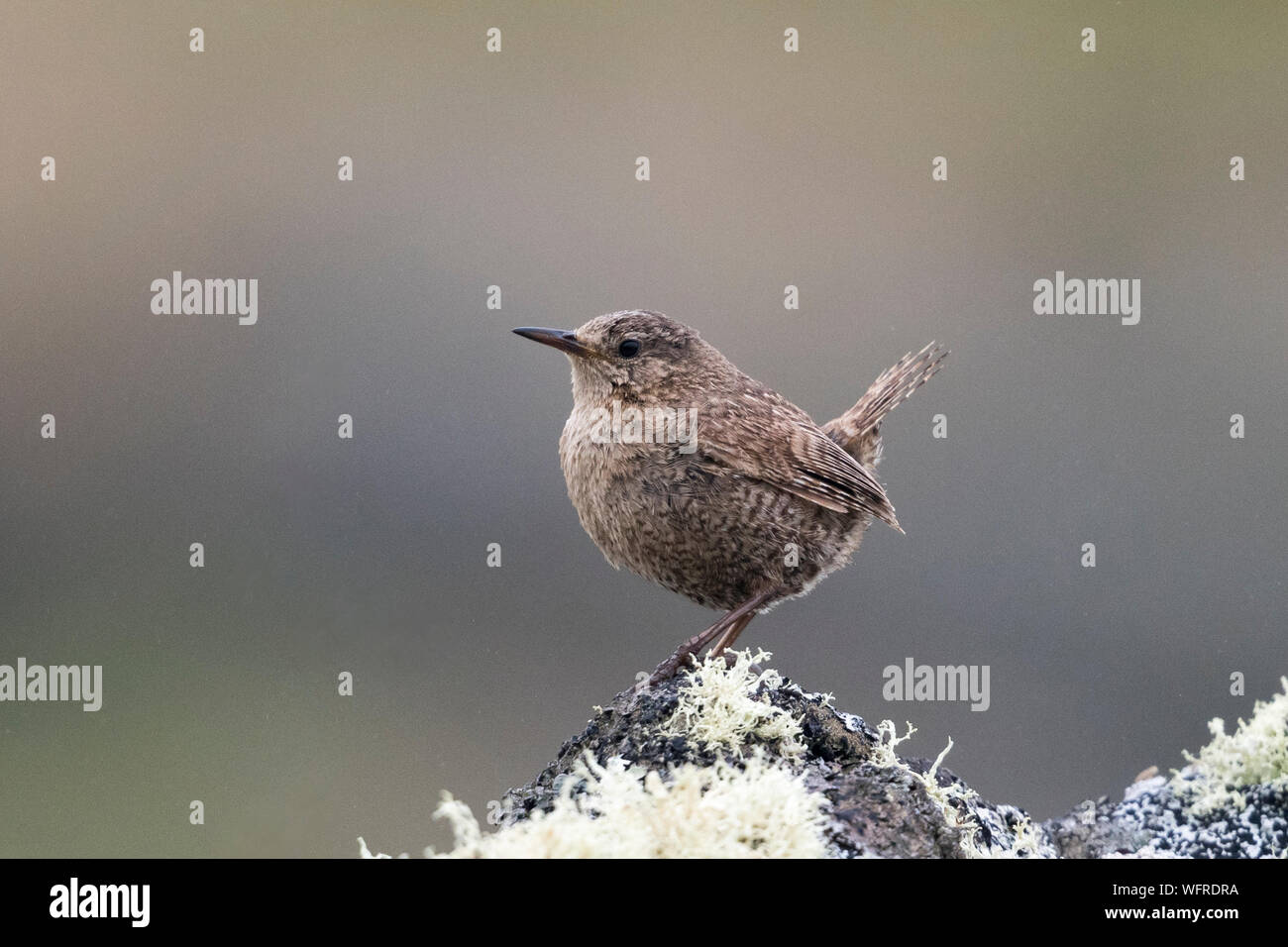 Pacific Wren (Troglodytes pacificus) Saint Paul Island, Pibilof, Alaska, USA Foto Stock