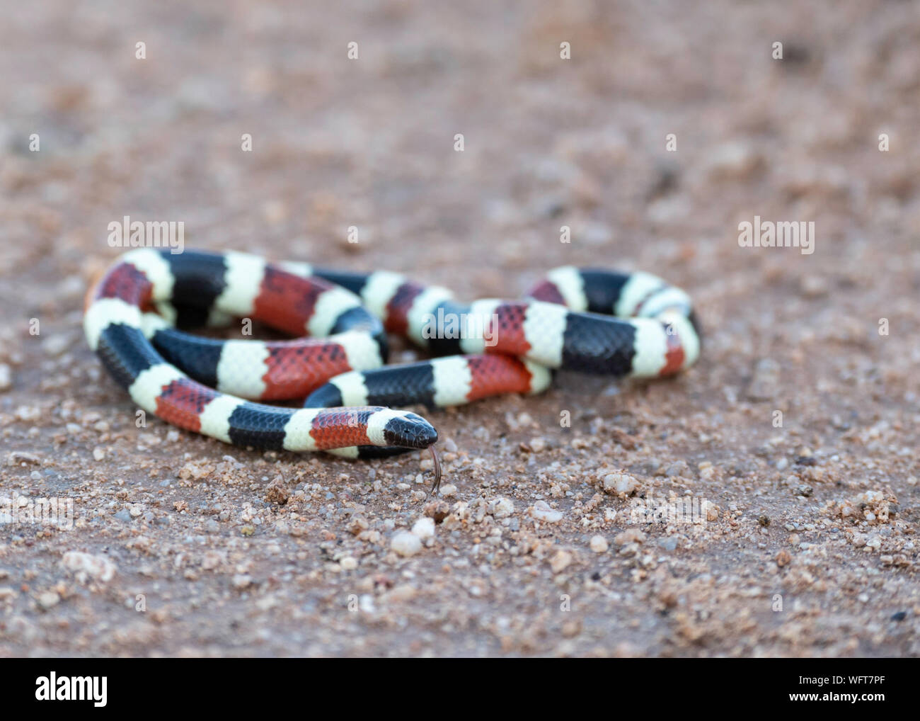 Arizona Serpente corallo dopo monsoni piogge in Arizona meridionale Foto Stock