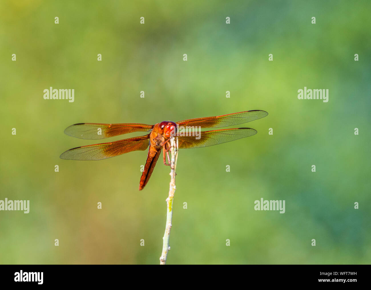 Lo skimmer di fiamma o firecracker skimmer (Libellula saturata) è una libellula comune della famiglia Libellulidae, originaria del Nord America occidentale. Foto Stock