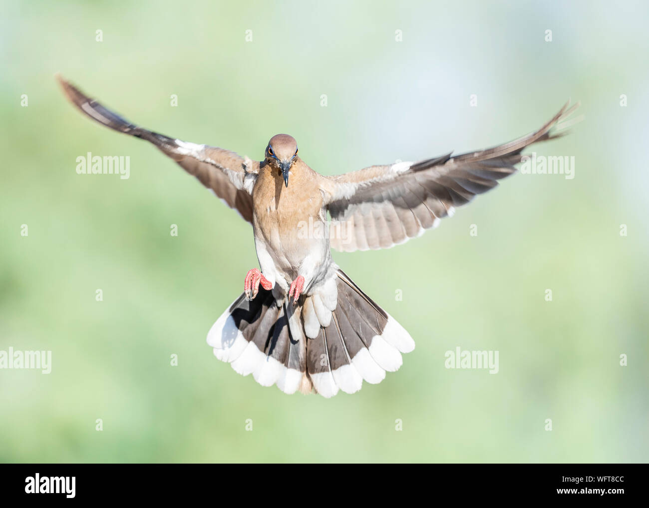 Lutto dove (Zenaida macroura), l'uccello è anche conosciuto come la colomba lutto americana, la colomba pioggia, l'uccello da volo, colloquialmente come la tortora Foto Stock