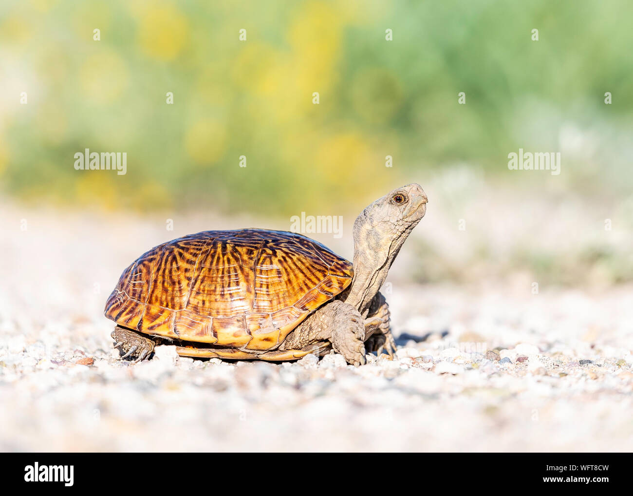 La tartaruga ornata (Terrapene ornata) è una delle sole due specie terrestri di tartarughe originarie delle grandi Pianure degli Stati Uniti Foto Stock