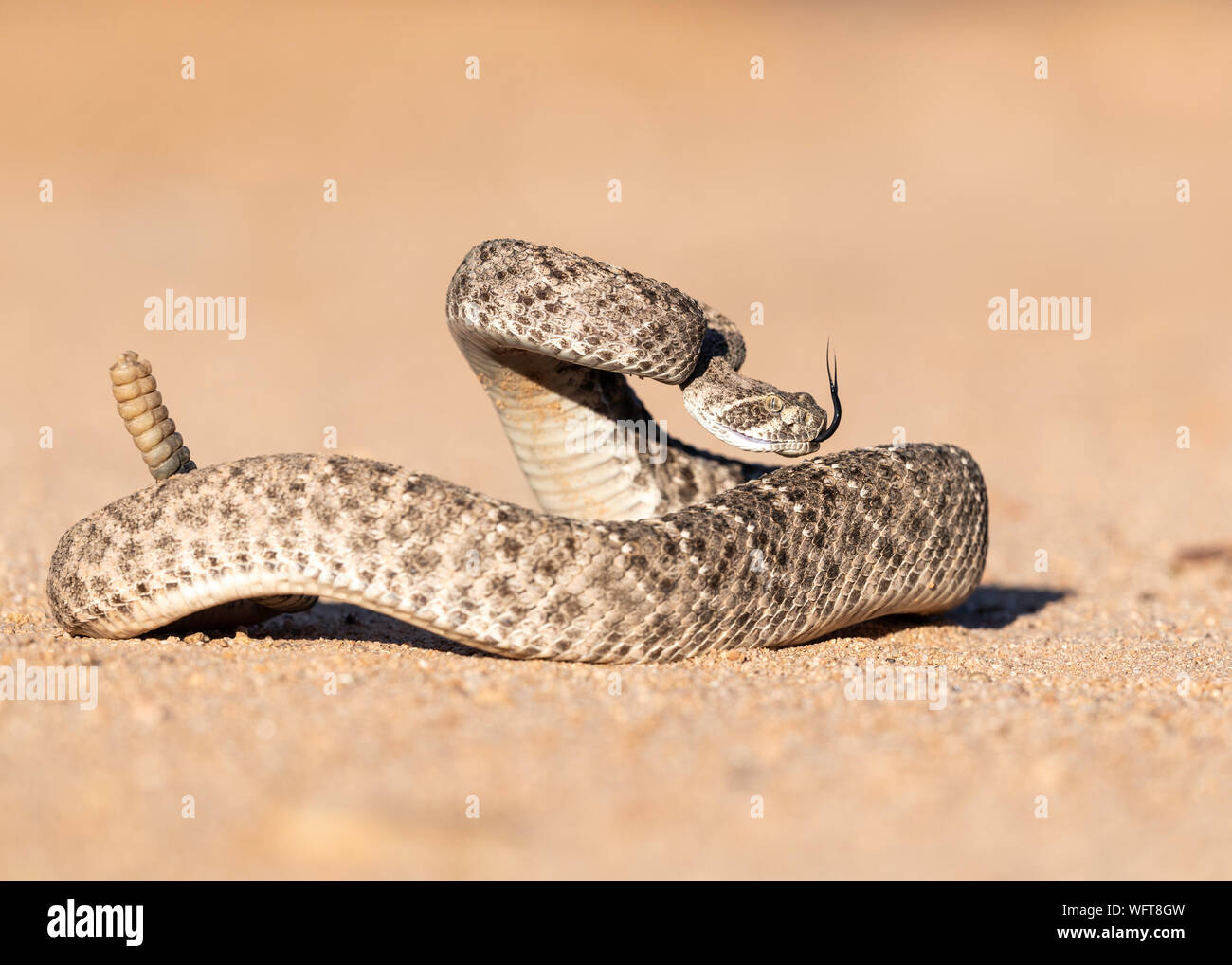WESTERN Diamondback Rattlesnake (Crotalus atria) nel deserto di Sonora dell'Arizona meridionale Foto Stock