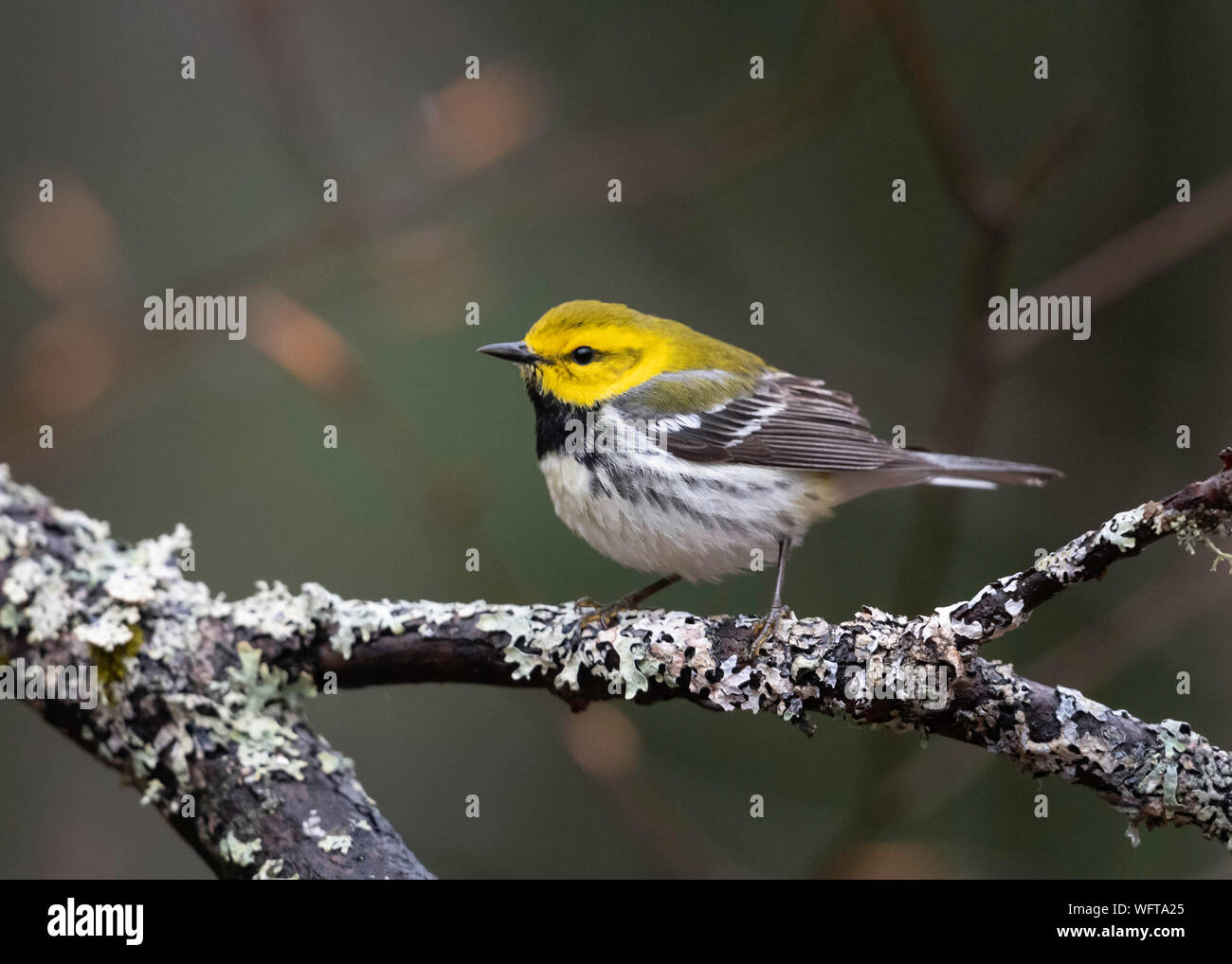 Warbler verde dalla gola nera (Setophaga virens), un piccolo songbird della famiglia parula del nuovo mondo Foto Stock