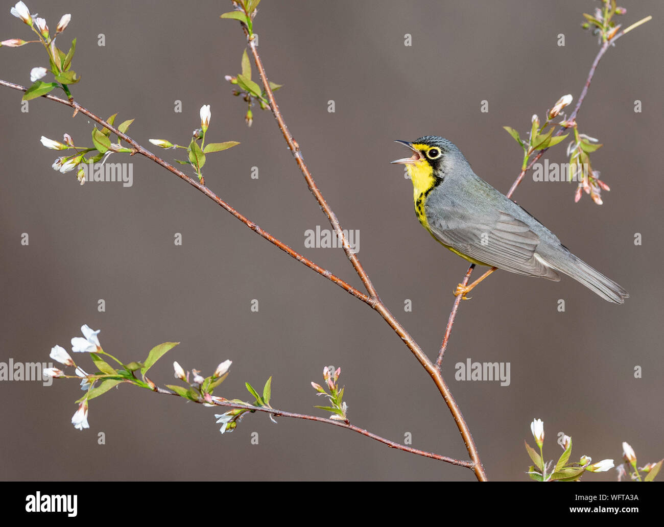 Canada trillo (Cardellina canadensis) Foto Stock