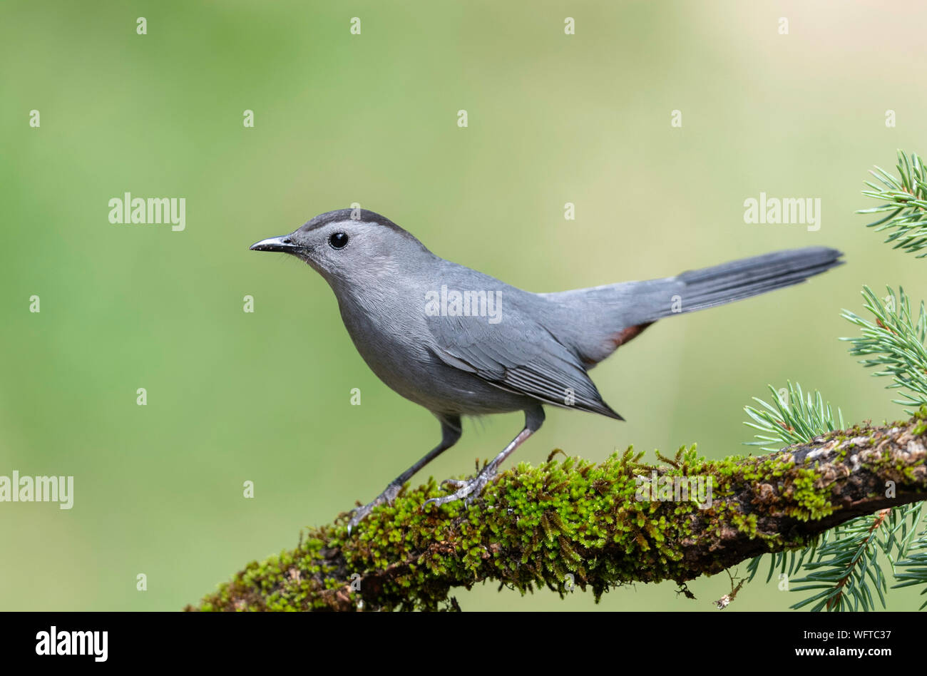 Catbird grigio sul pesce persico a gocciolamento di acqua in Galveston Texas Foto Stock