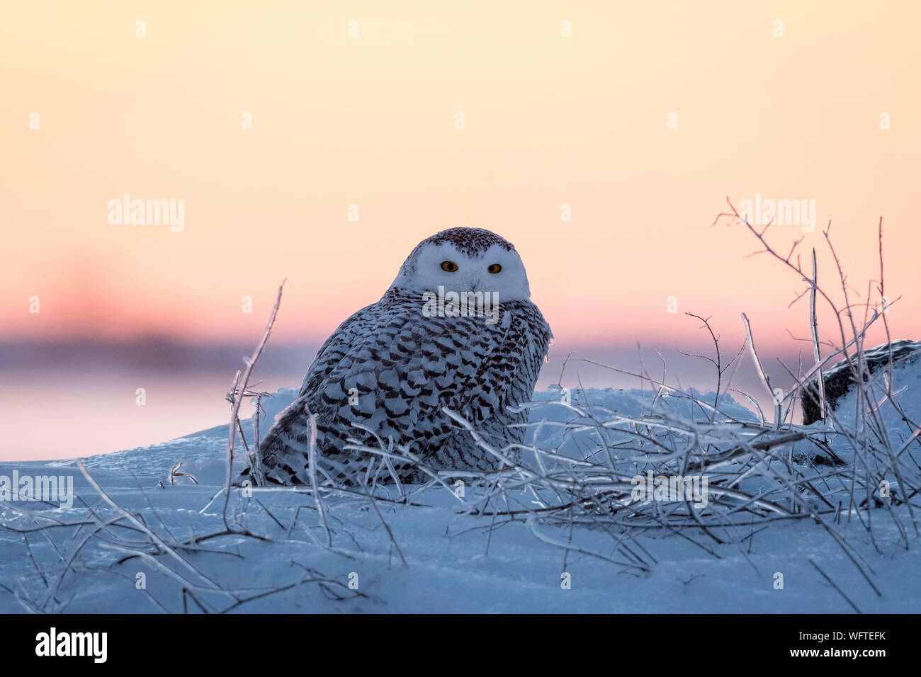 Gufo innevato (bubo scandiacus) nella neve, Ontario, Canada, Nord America Foto Stock