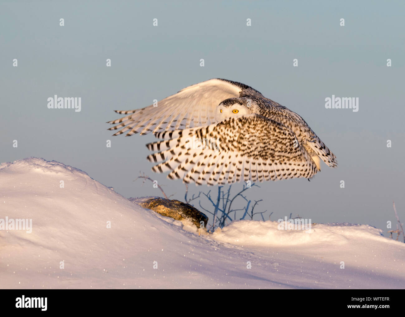 Gufo innevato (bubo scandiacus) nella neve, Ontario, Canada, Nord America Foto Stock