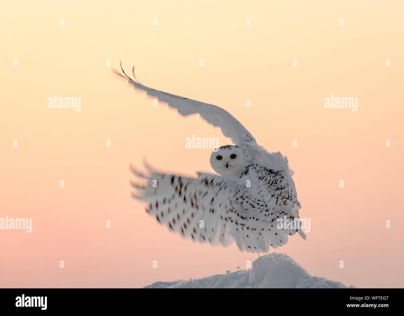 Gufo innevato (bubo scandiacus) nella neve, Ontario, Canada, Nord America Foto Stock