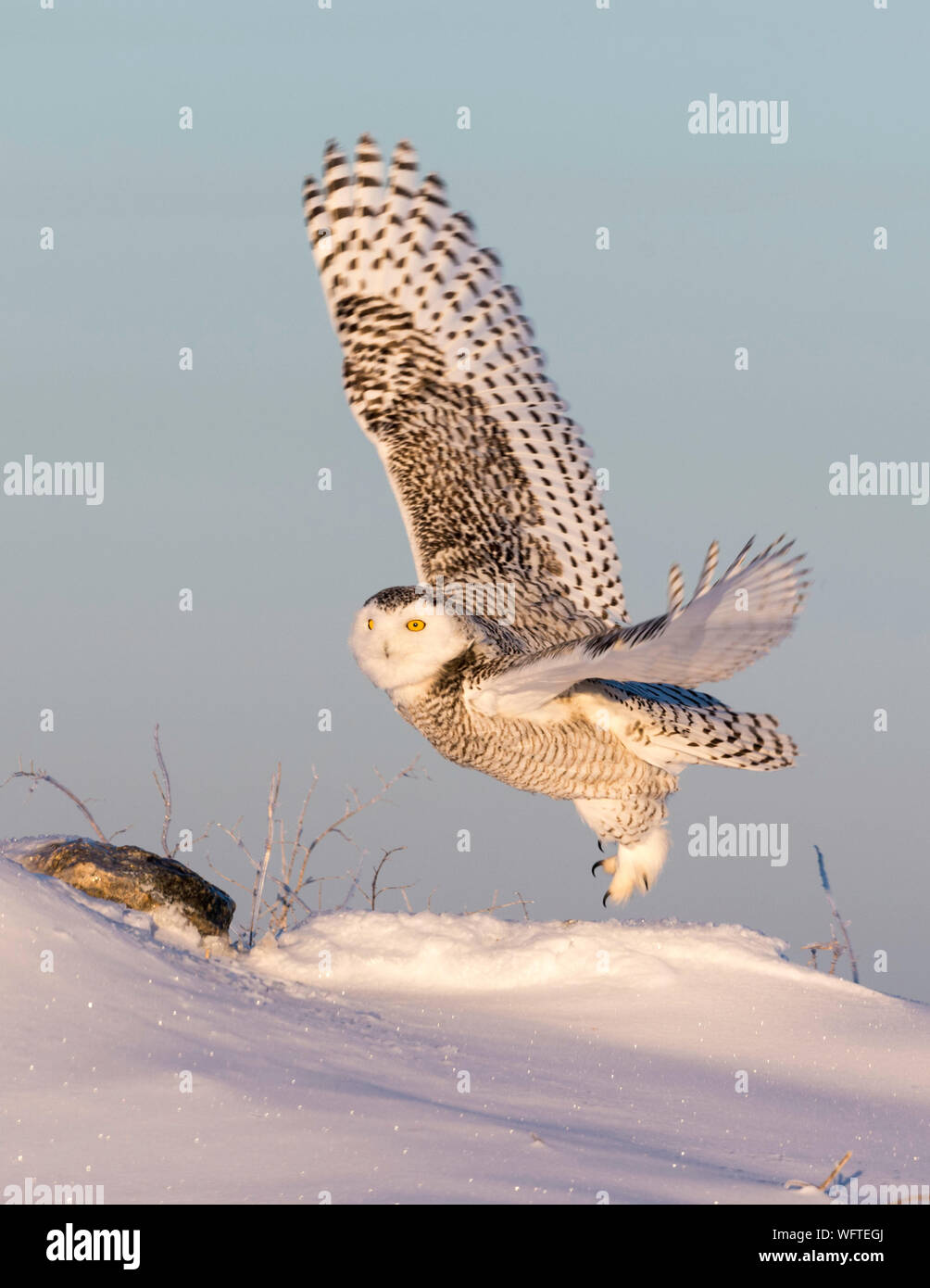 Gufo innevato (bubo scandiacus) nella neve, Ontario, Canada, Nord America Foto Stock