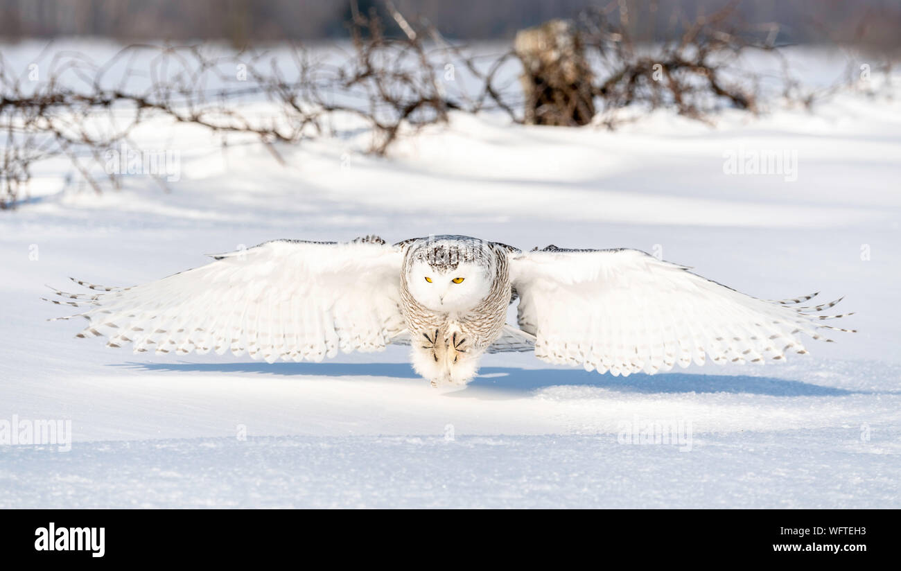 Gufo innevato (bubo scandiacus) nella neve, Ontario, Canada, Nord America Foto Stock