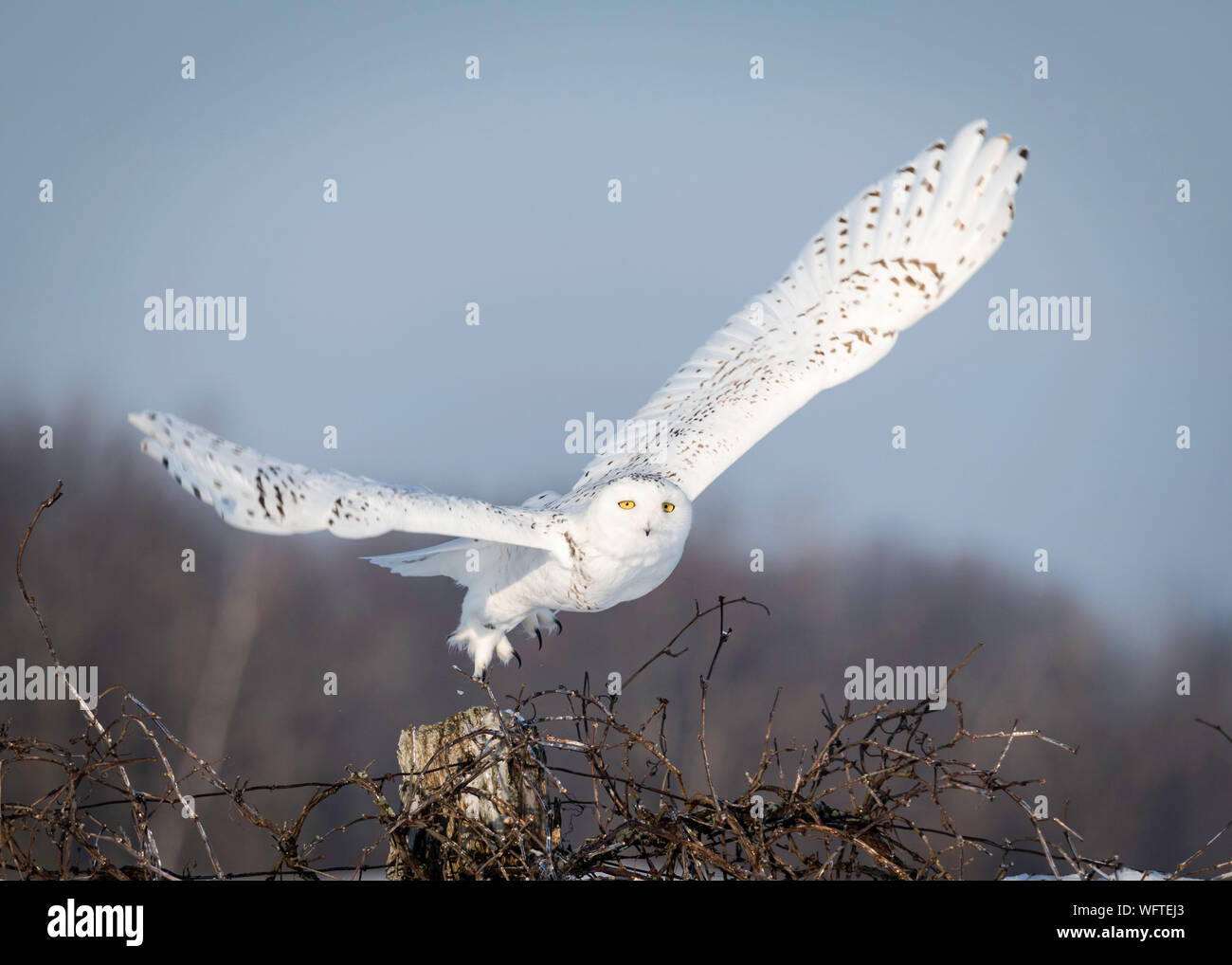 Gufo innevato (bubo scandiacus) nella neve, Ontario, Canada, Nord America Foto Stock