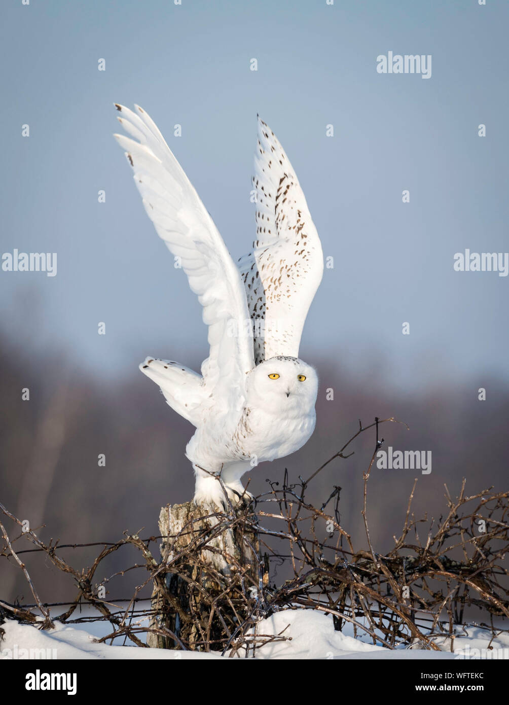 Gufo innevato (bubo scandiacus) nella neve, Ontario, Canada, Nord America Foto Stock