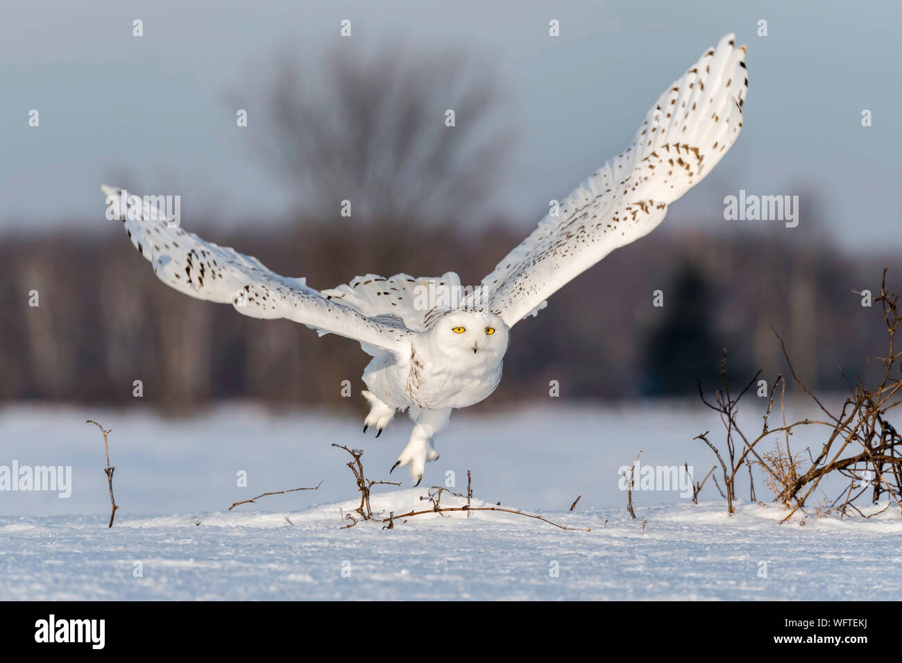 Gufo innevato (bubo scandiacus) nella neve, Ontario, Canada, Nord America Foto Stock