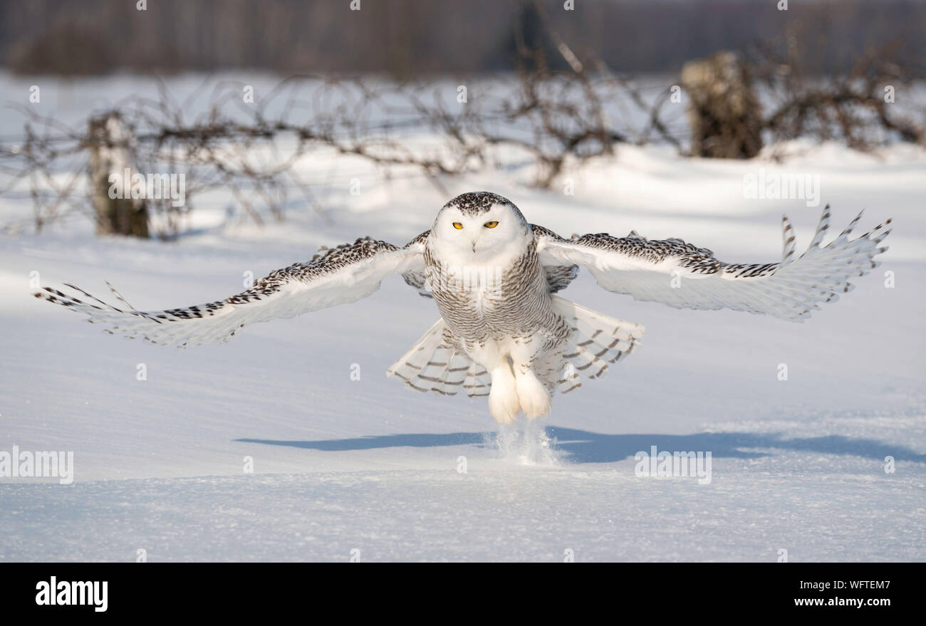 Gufo innevato (bubo scandiacus) nella neve, Ontario, Canada, Nord America Foto Stock