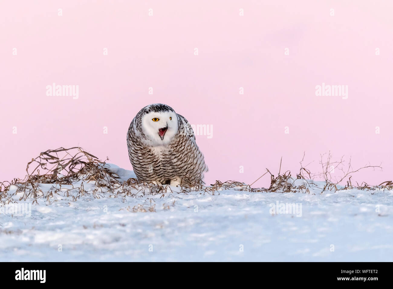 Gufo innevato (bubo scandiacus) nella neve, Ontario, Canada, Nord America Foto Stock