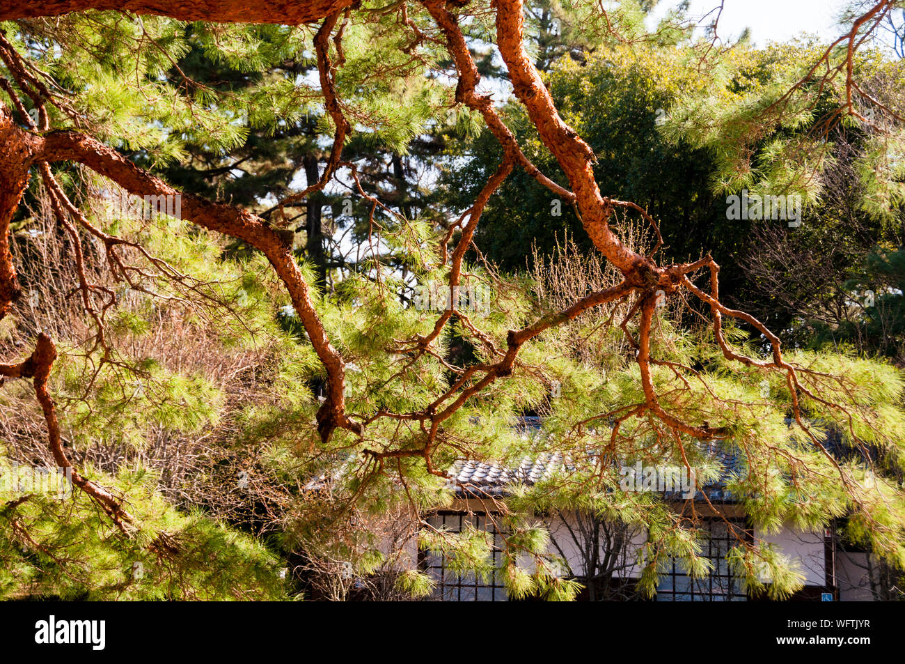 La venerazione di vecchi alberi in Giappone ha dato luogo ad un crutch per gli alberi a Kyoto con sia l'timore per l'albero invecchiato che la cautela per gli spiriti dell'albero. Foto Stock