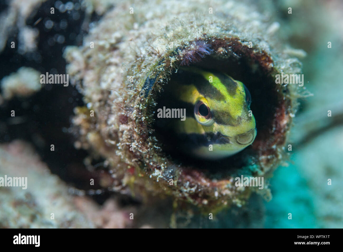 Pesce bocca tubo immagini e fotografie stock ad alta risoluzione - Alamy