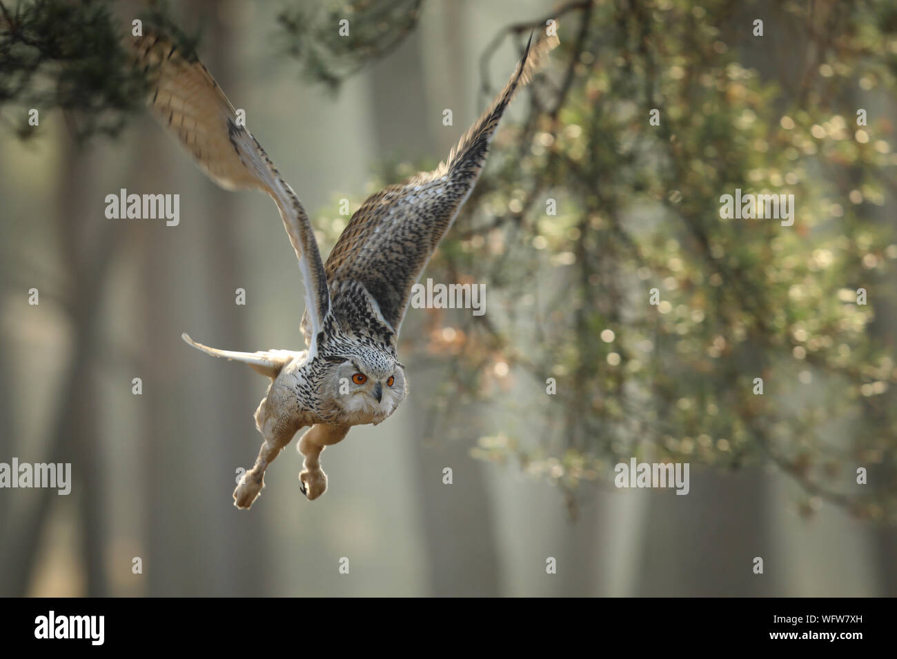 Flying gufo reale con ali aperte in autunno foresta. Wildlife Europe. Foto Stock