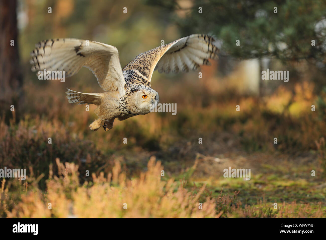 Flying gufo reale nella foresta durante l'autunno. La fauna selvatica in Russia. Gufo in natura habitat. Bird scene di azione. Bubo bubo sibiricus Foto Stock