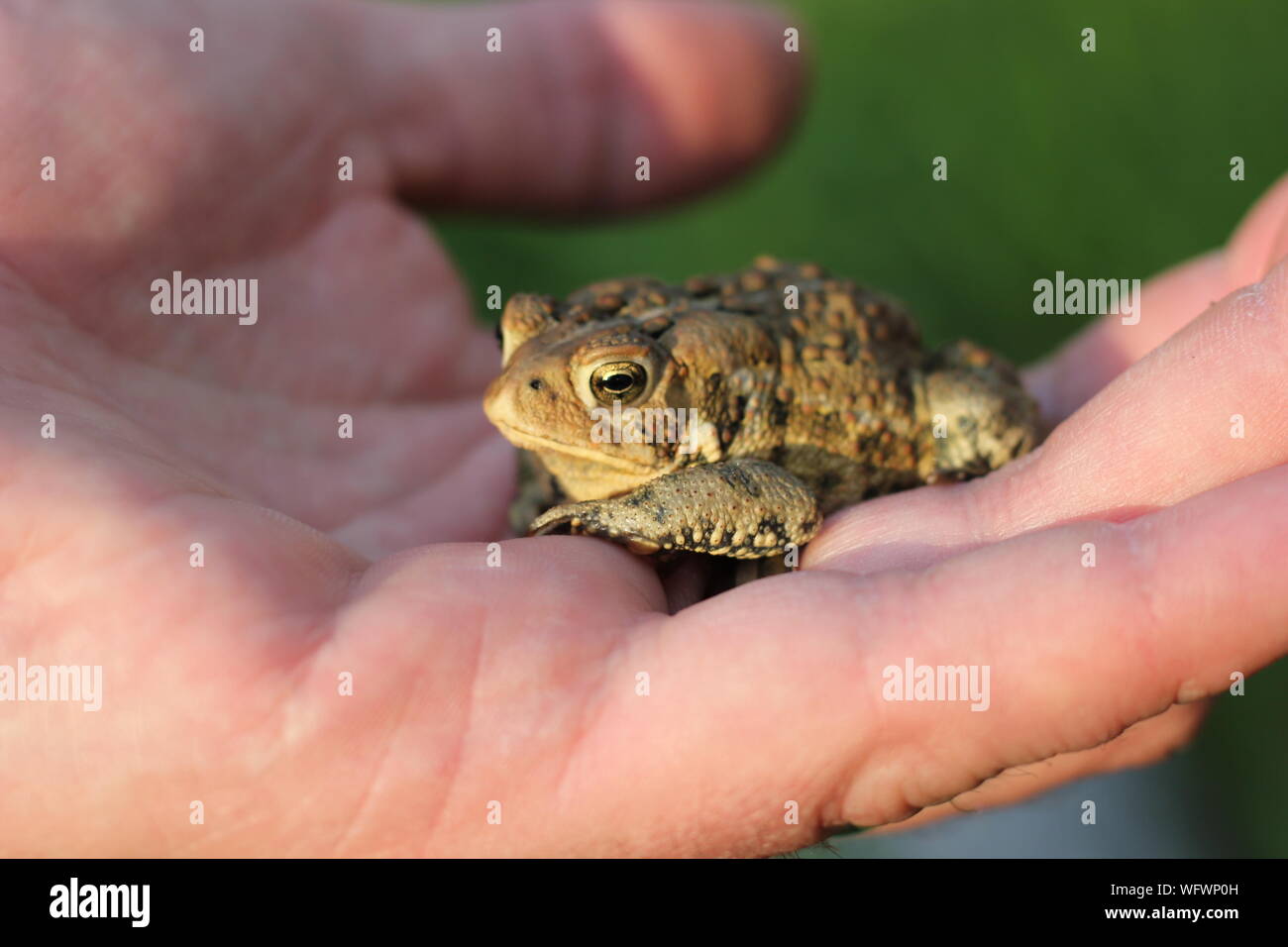 Mano ritagliata con Frog Foto Stock