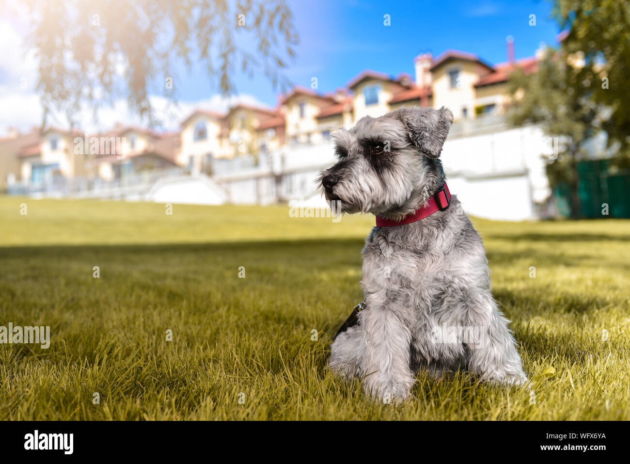 Ritratto di un bel cane schnauzer seduto sull'erba e guardando in lontananza nel parco.Il concetto di amore per gli animali. migliore amico Foto Stock