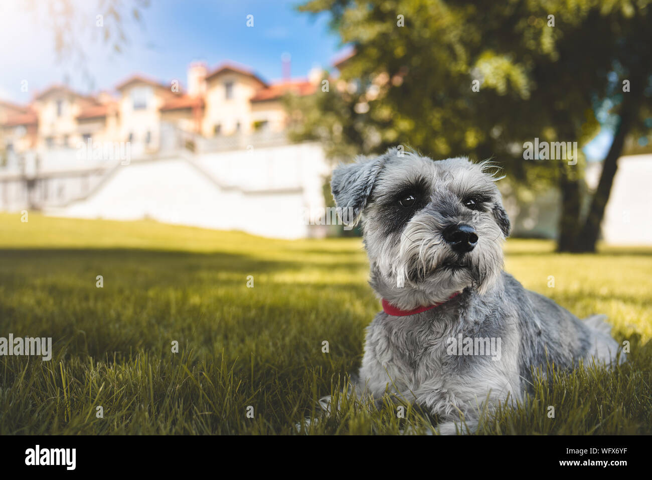 Ritratto di un bel cane schnauzer seduto sull'erba e guardando in lontananza nel parco.Il concetto di amore per gli animali. migliore amico Foto Stock