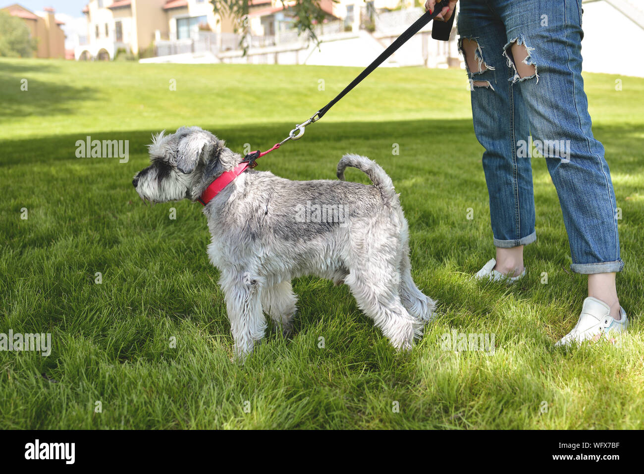 Il proprietario del cane cammina il suo bello cane Schnauzer nel parco. Chiudi vista Foto Stock