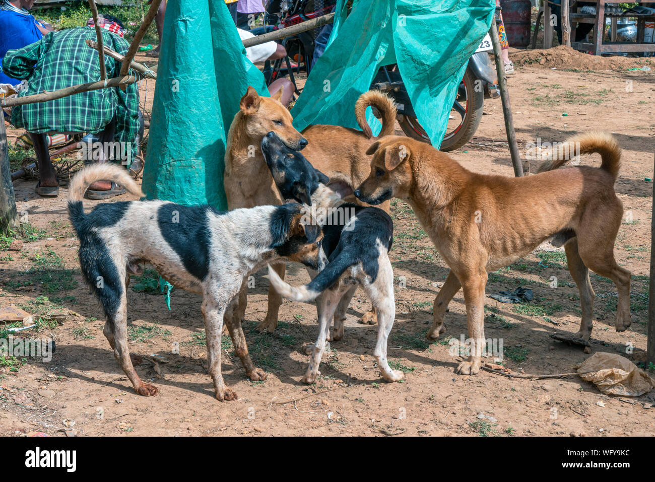 Odisha, India Foto Stock