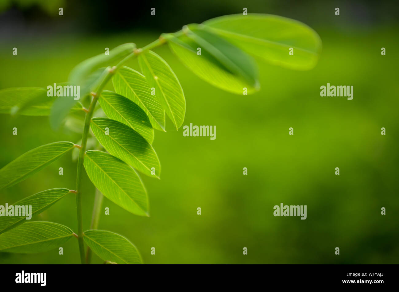 Primo piano di foglie verdi sfocate con sfondo verde per Natura & ambiente concetto di conservazione Foto Stock