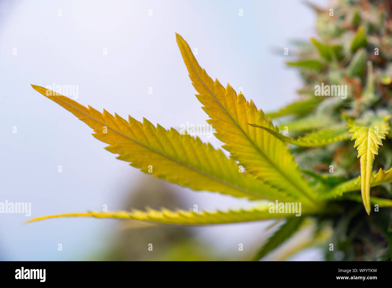 Dettaglio del fiore di cannabis (viola regina ceppo ibrido) coltivazione indoor - medical marijuana cultivationc oncept Foto Stock