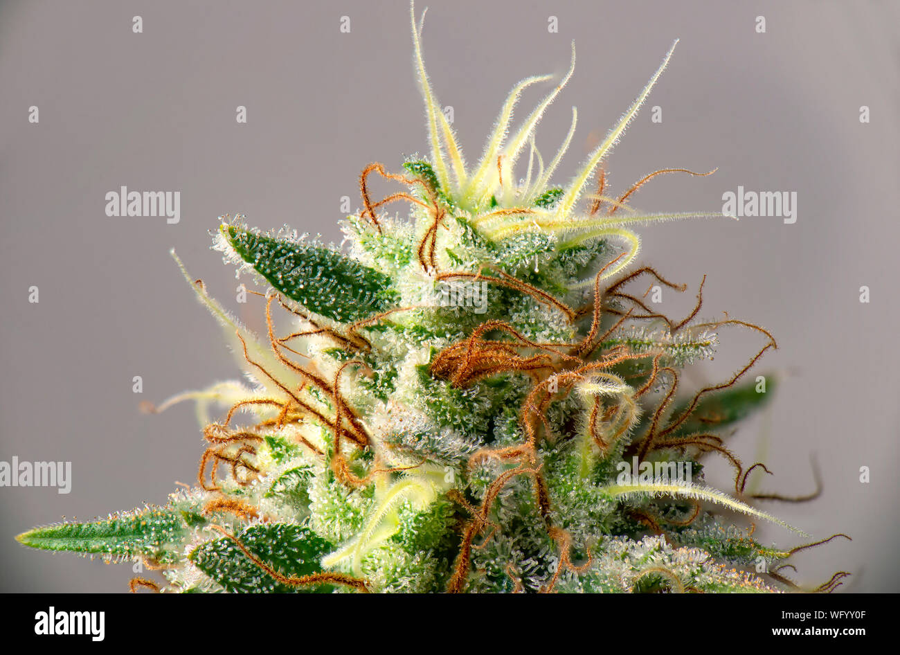 Dettaglio macro di fiori di Cannabis (bianco ceppo critico) con tricomi visibile, la marijuana medica nozione Foto Stock