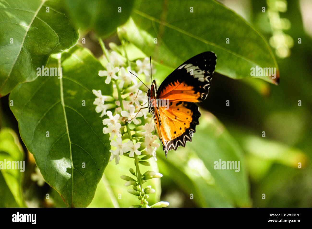 Farfalla sulla foglia Foto Stock