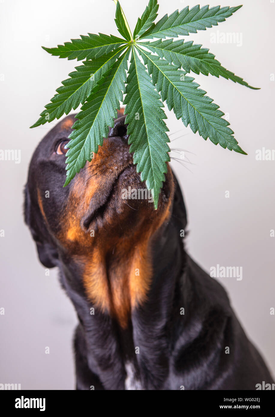 Dettaglio della Cannabis leaf e cane Rottweiler isolate su bianco - la marijuana medica per animali domestici concept Foto Stock