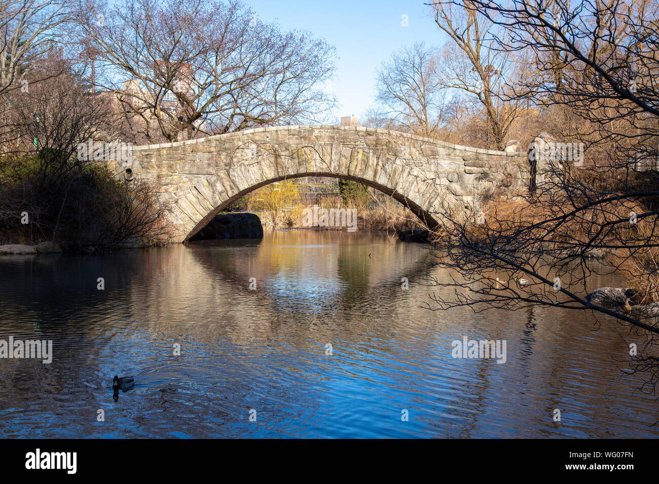 Anatre nello stagno con la Gapstow Bridge in background, al Central Park di New York City. Foto Stock