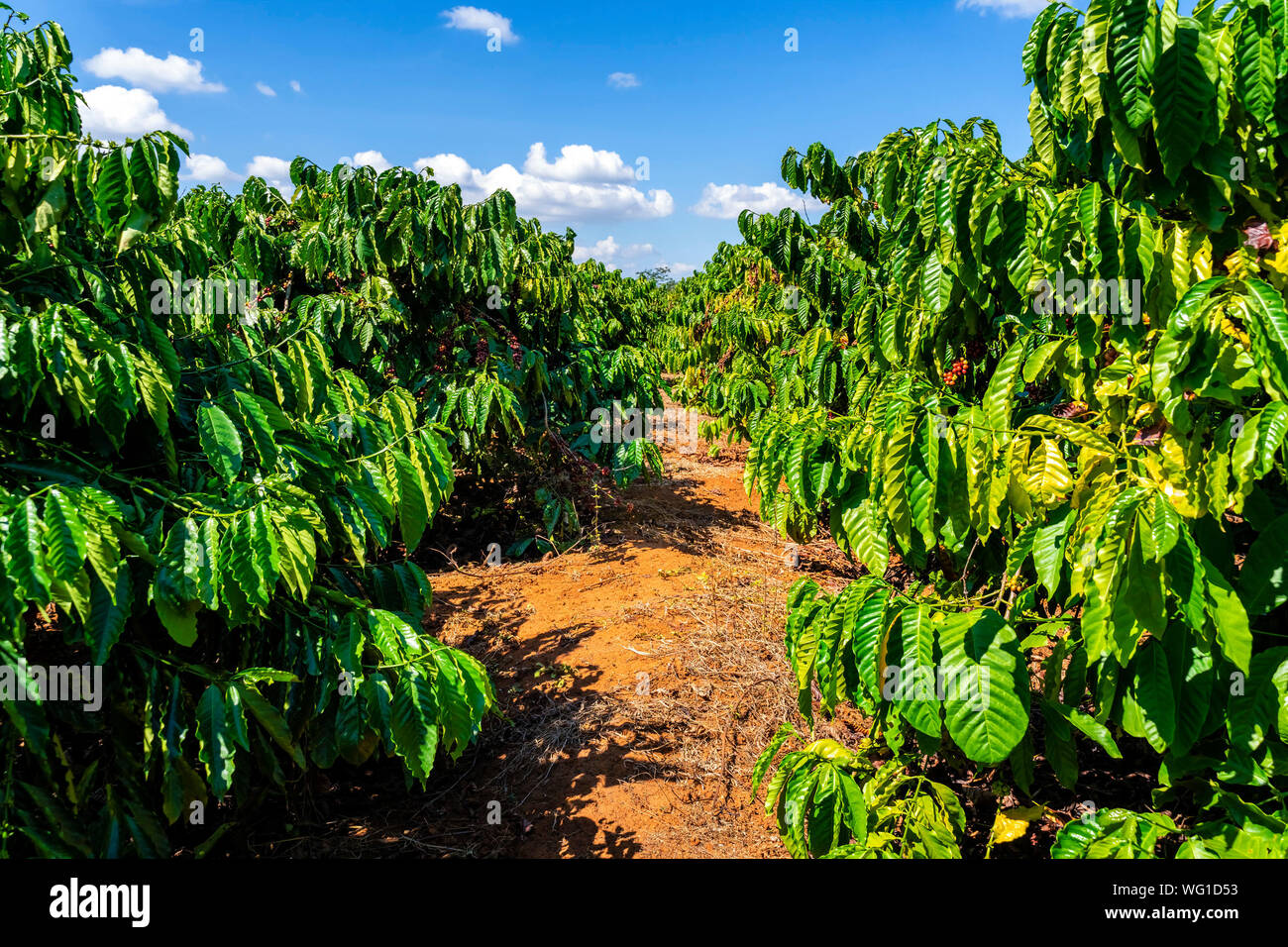 La robusta e arabica coffee tree con foglie in azienda di caffè. Gia Lai, Vietnam Foto Stock