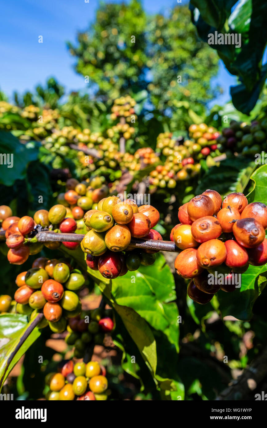 Robusta Arabica e bacche di caffè su albero in fattoria, Gia Lai, Vietnam Foto Stock