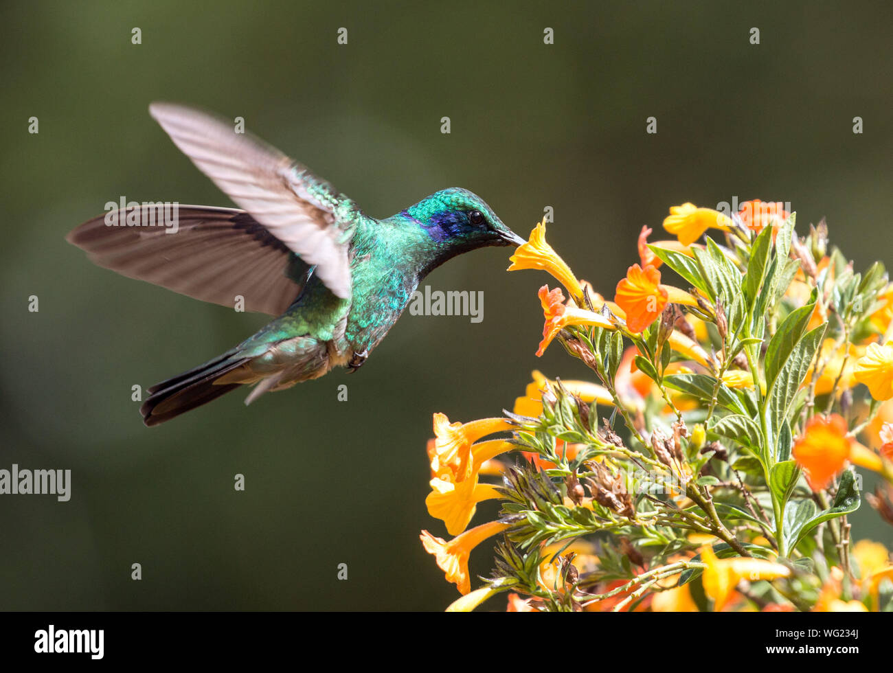 Primo piano della minor viola-ear ( Colibri cyanotus) hummingbird in volo, Panama. Riscontrato dal Costa Rica al Sud America settentrionale Foto Stock