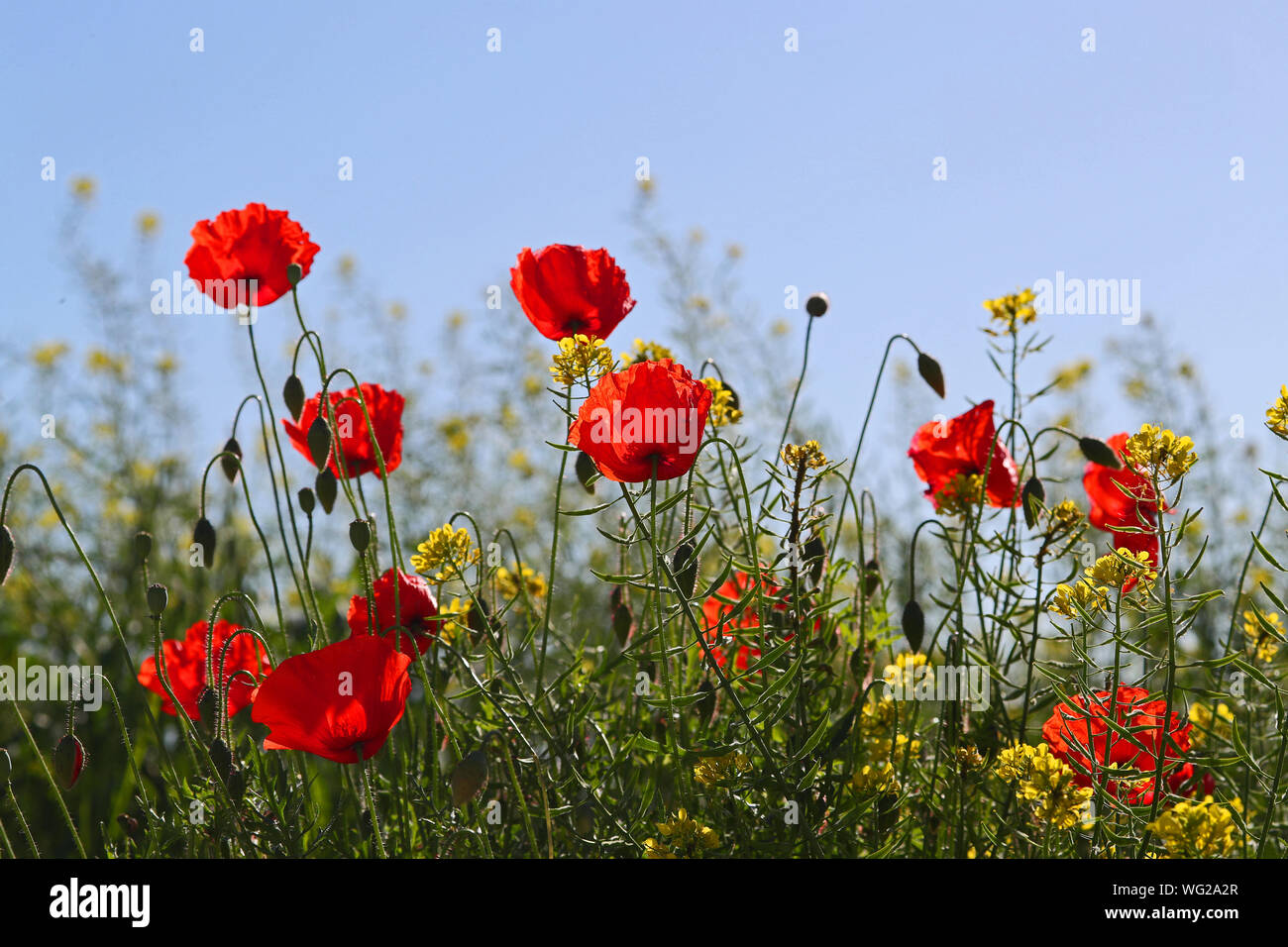 Papaveri fioritura latino Papaver rhoeas con la luce alle spalle in primavera in Italia un ricordo fiore per vittime della guerra e i veterani Foto Stock