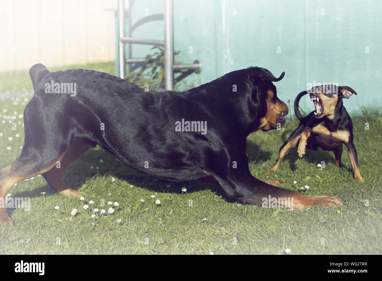 Rottweiler cane combattimenti con cucciolo sul campo Foto Stock