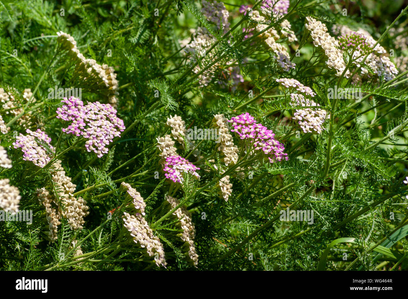 Yarrow (Achillea millefolium). Sedgwick giardini sul lungo Hill Station wagon, in Beverly, MA Foto Stock