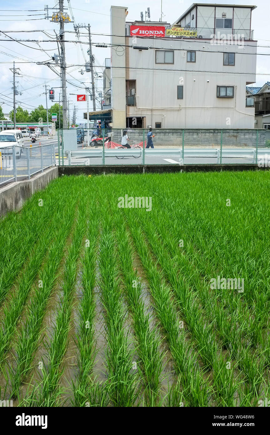 La risaia o campo di risone in area urbana di Osaka in Giappone. Foto Stock