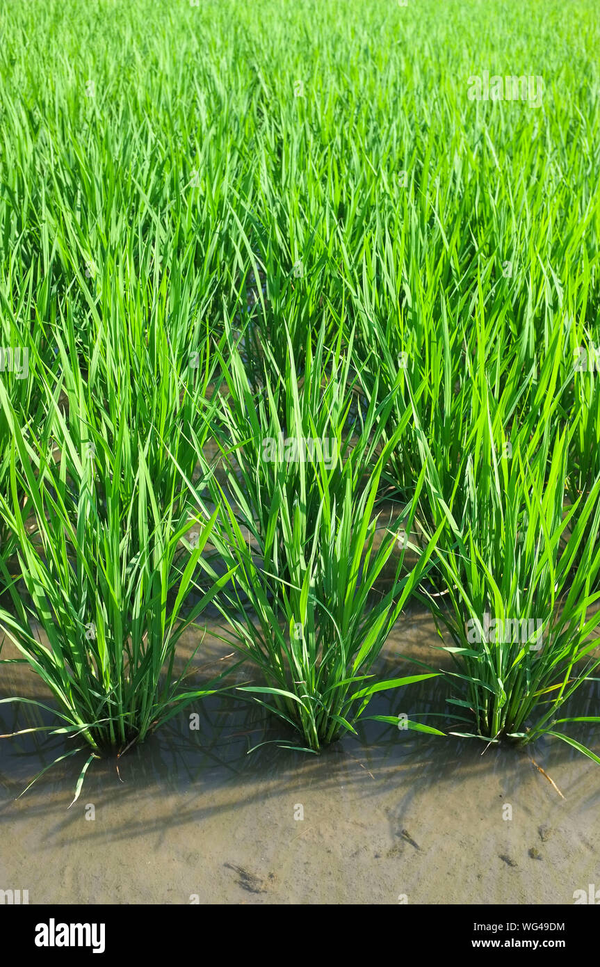 La risaia o campo di risone di Osaka in Giappone. Foto Stock