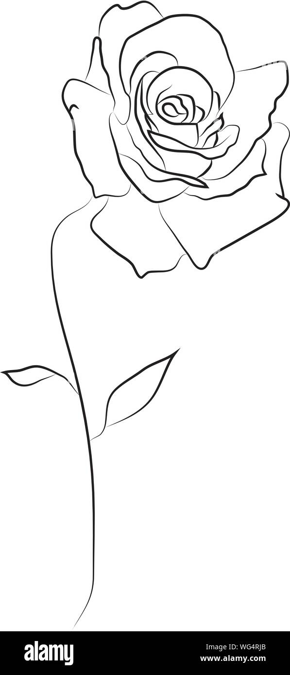 Rose fiore icona. Continuo di un disegno della linea Immagine e Vettoriale  - Alamy