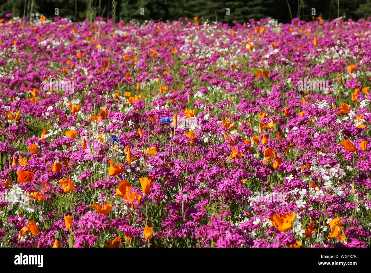 Close up di un colorato prato di fiori selvaggi, Penisola di Kenai, Alaska Foto Stock