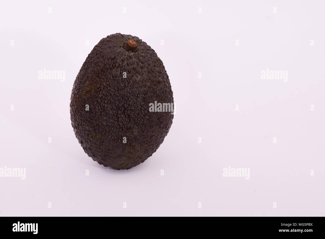Unico marrone mature Hass avocado su sfondo bianco Foto Stock