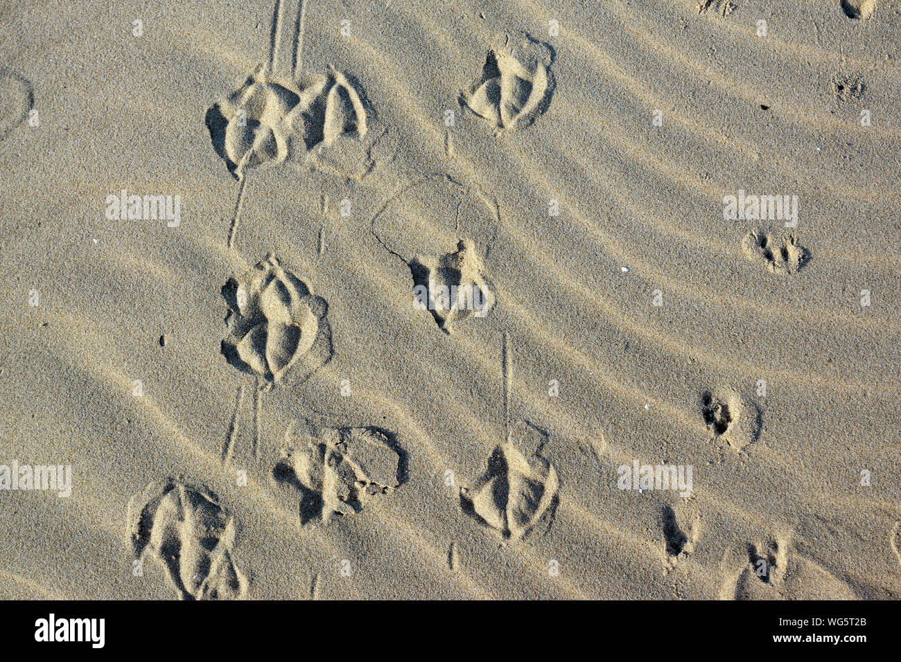 Vista superiore delle stampe di animali realizzato da gabbiani sulla spiaggia di sabbia Foto Stock